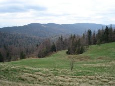 Widok na główny grzbiet Gorców z polany Gorc Kamienicki