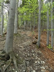 Strome leśne zejście na sedlo Vrchpodžiar