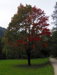 Drzewo nad Dunajcem przybierajce jesienne barwy