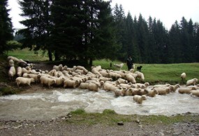 Przeprawa owiec przez Lejowy Potok