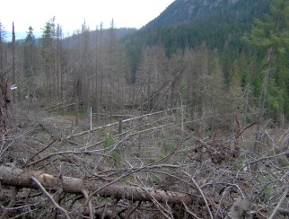 Zniszczony przez huragan las na odcinku Tatrzańskiej Magistrali powyżej Chaty Rainera