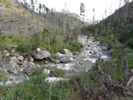 Potok Zimna Woda i przetrzebiony przez huragan las