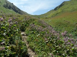 Szlak krótko przed Szeroką Przełęczą, wiodący wśród pięknego kwiatostanu