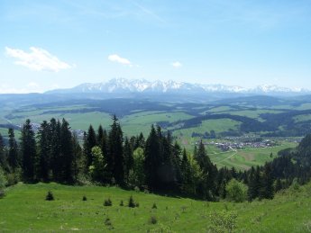 Widok na Tatry z grzbietu Suszyny w Pieninach Czorsztyskich