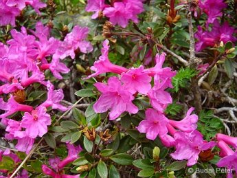 Ranecznik wschodniokarpacki (Rhododendron kotschyi)