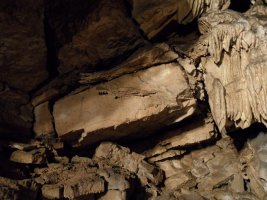 Jaskinia Bielska (Belianska jaskya) - krokodyl
